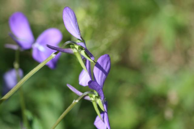 La planta de Viola cornuta es perenne