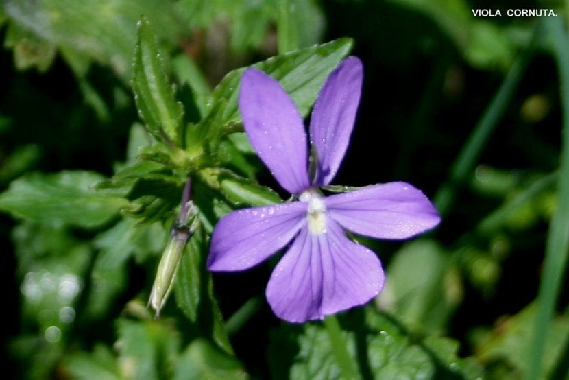La flor de la Viola cornuta es lila