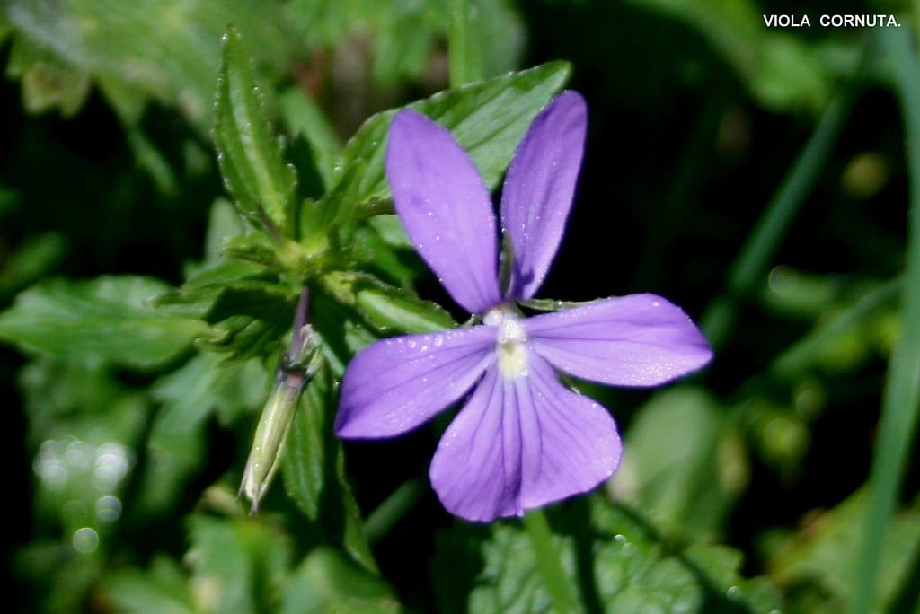 Flor de Viola cornuta con su espolón largo característico