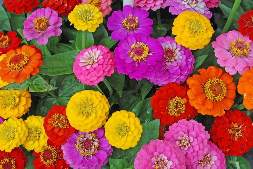 Zinnia: siembra, cuidados y trucos para flor todo el verano