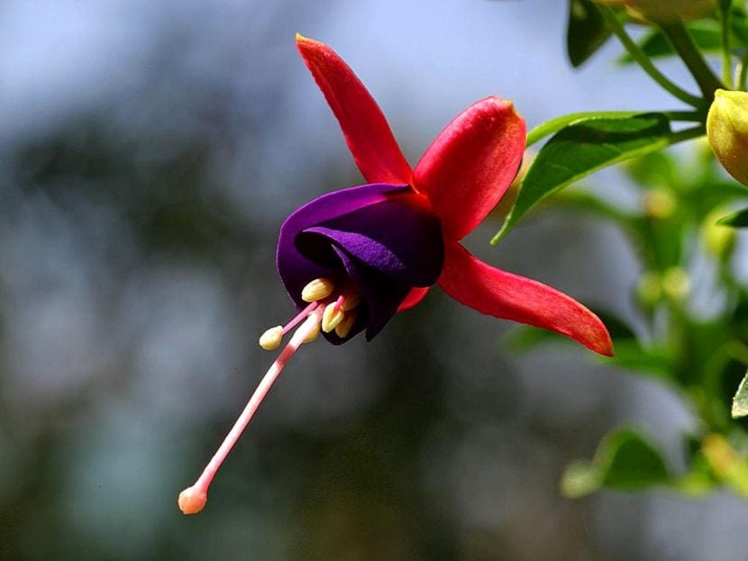 Cómo multiplicar fucsias por esquejes paso a paso