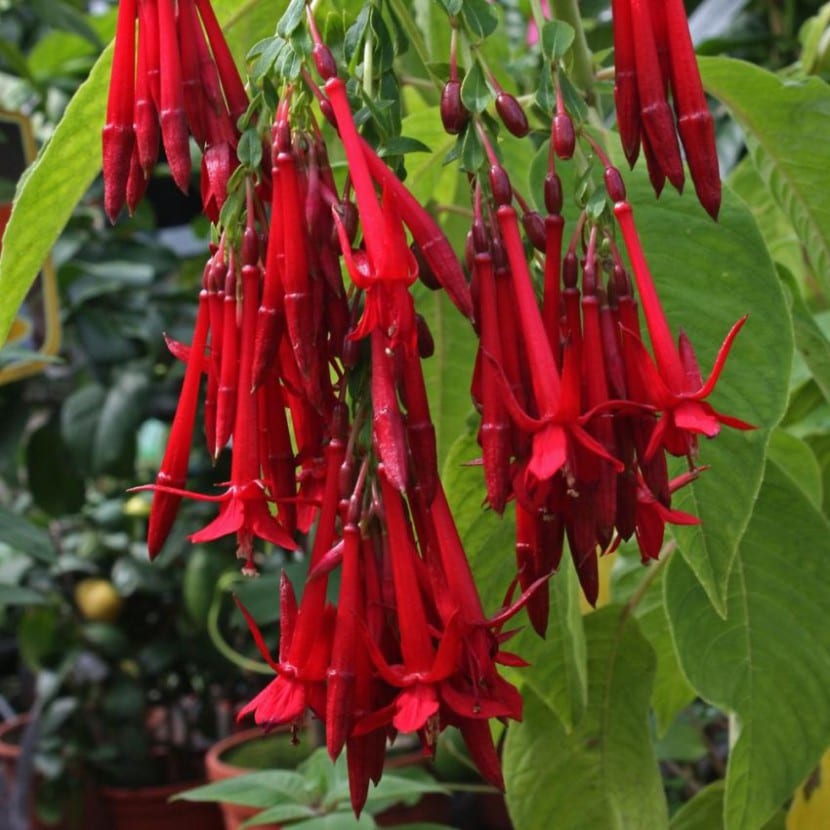Detalle de las flores de tubo largo de la Fuchsia boliviana