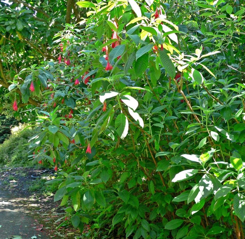 Planta Fuchsia boliviana