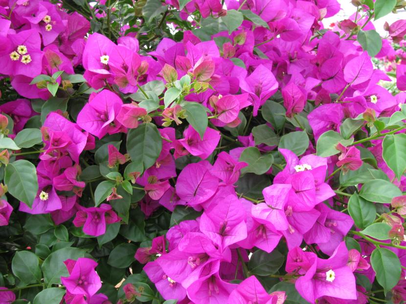Buganvilla con flores lilas conducida sobre un soporte