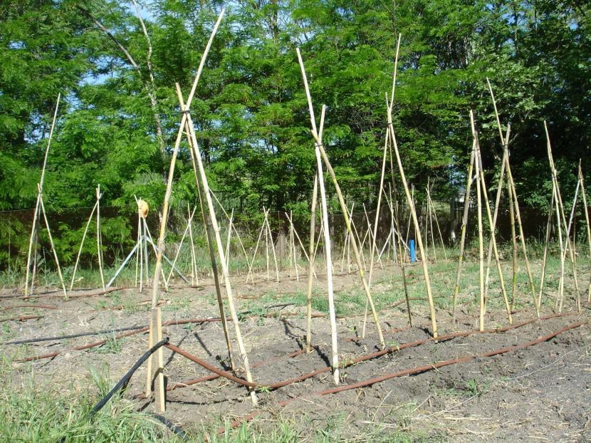 Tutores para tomateras