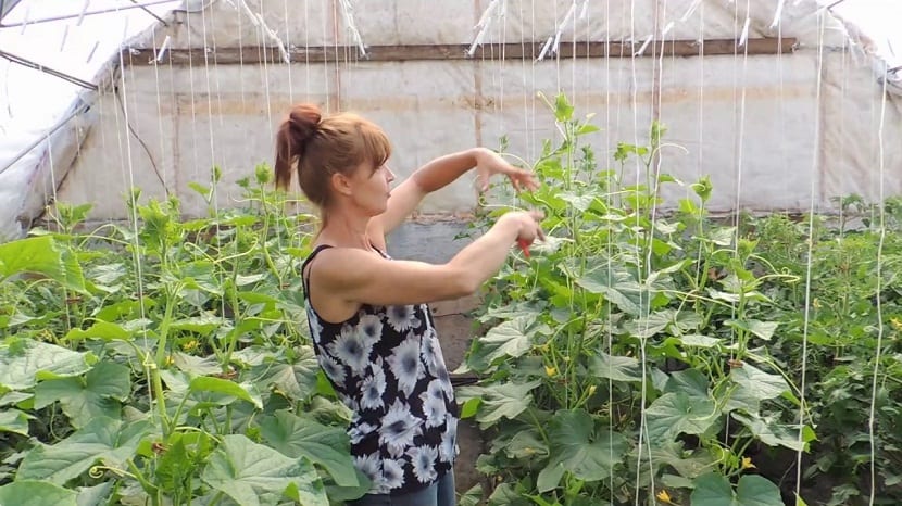 mujer en invernadero podando planta