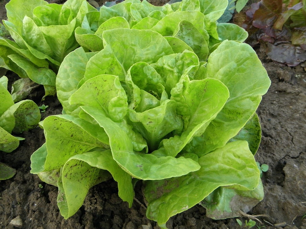 16 verduras imprescindibles en el huerto y en maceta