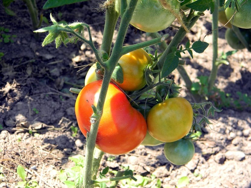 cultivo del tomate en rama