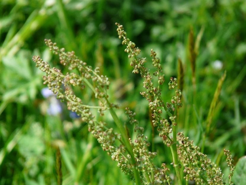 El Rumex acetosa es una hierba comestible y medicinal