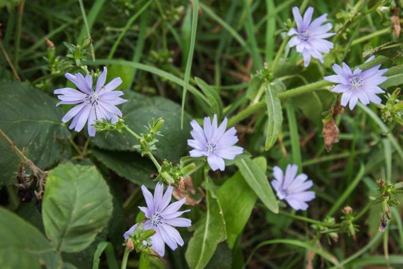 Achicoria silvestre en flor