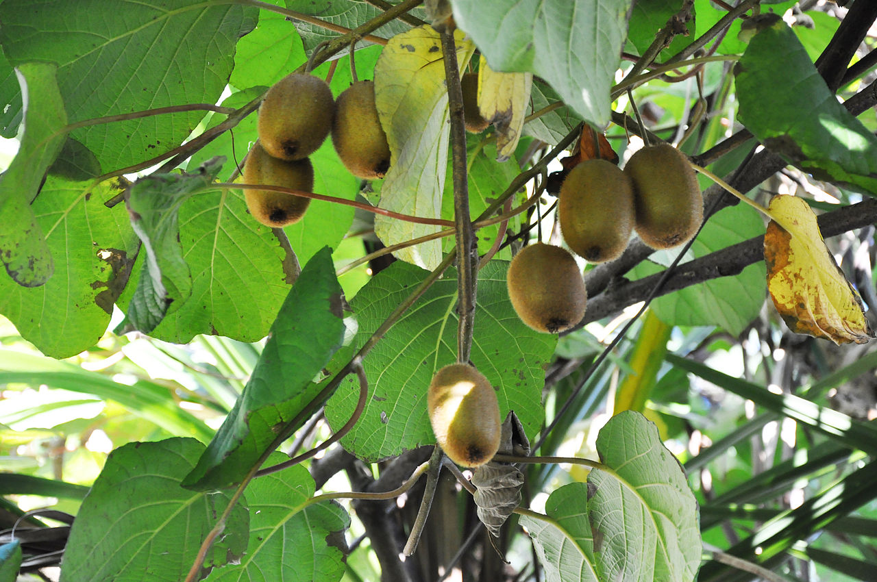 La Actinidia deliciosa es una trepadora que produce frutos comestibles
