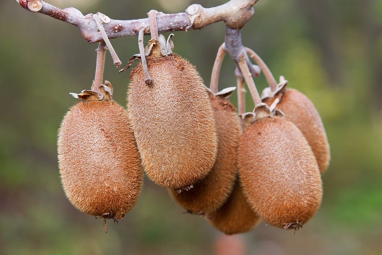 La Actinidia chinensis es una planta trepadora