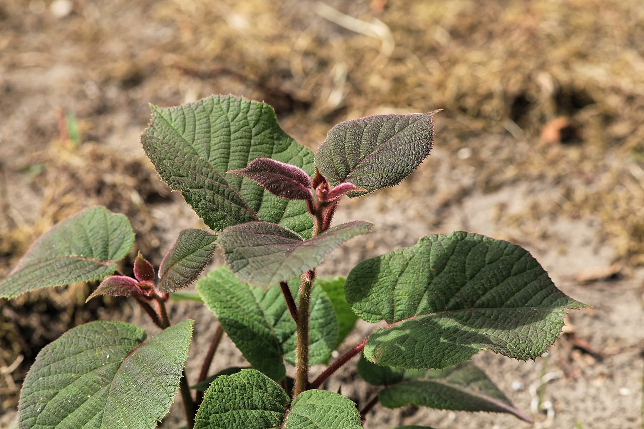 La Actinidia es una planta trepadora