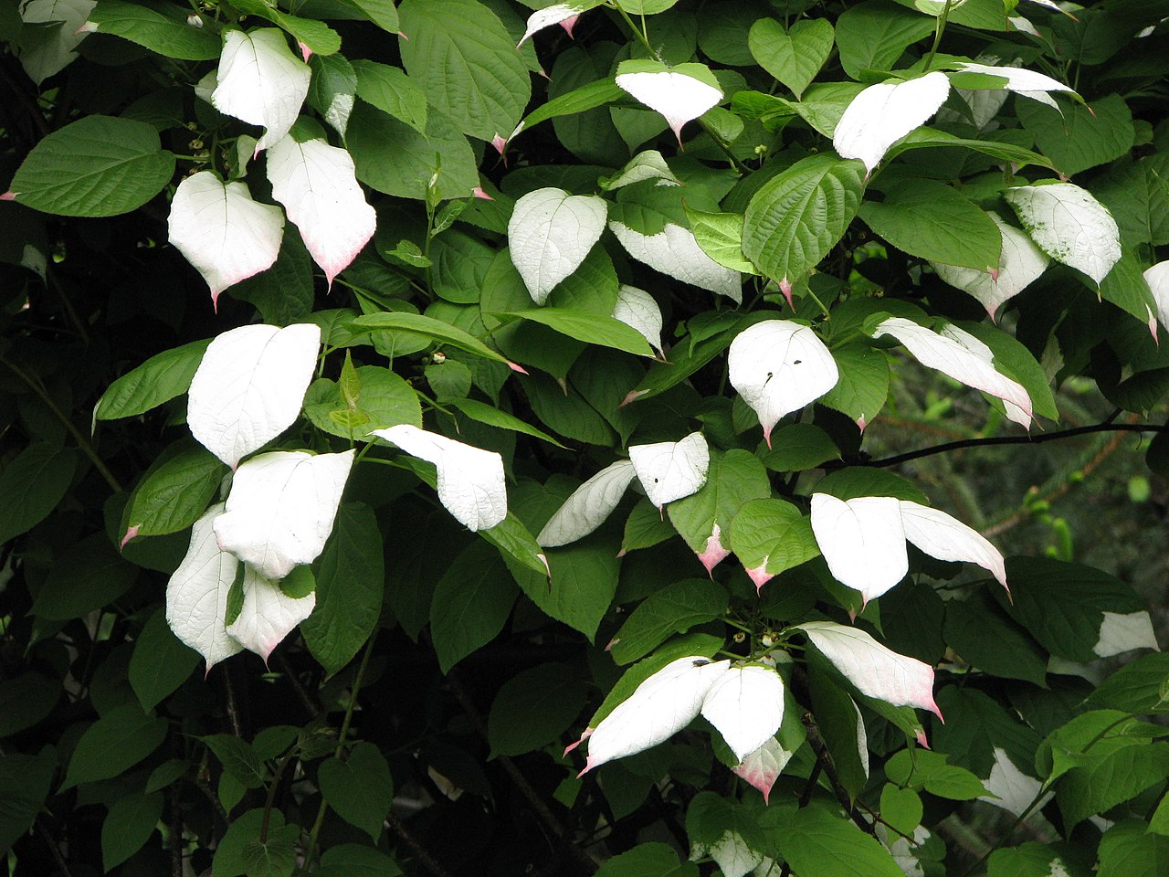 La Actinidia kolomikta es una planta ornamental y comestible
