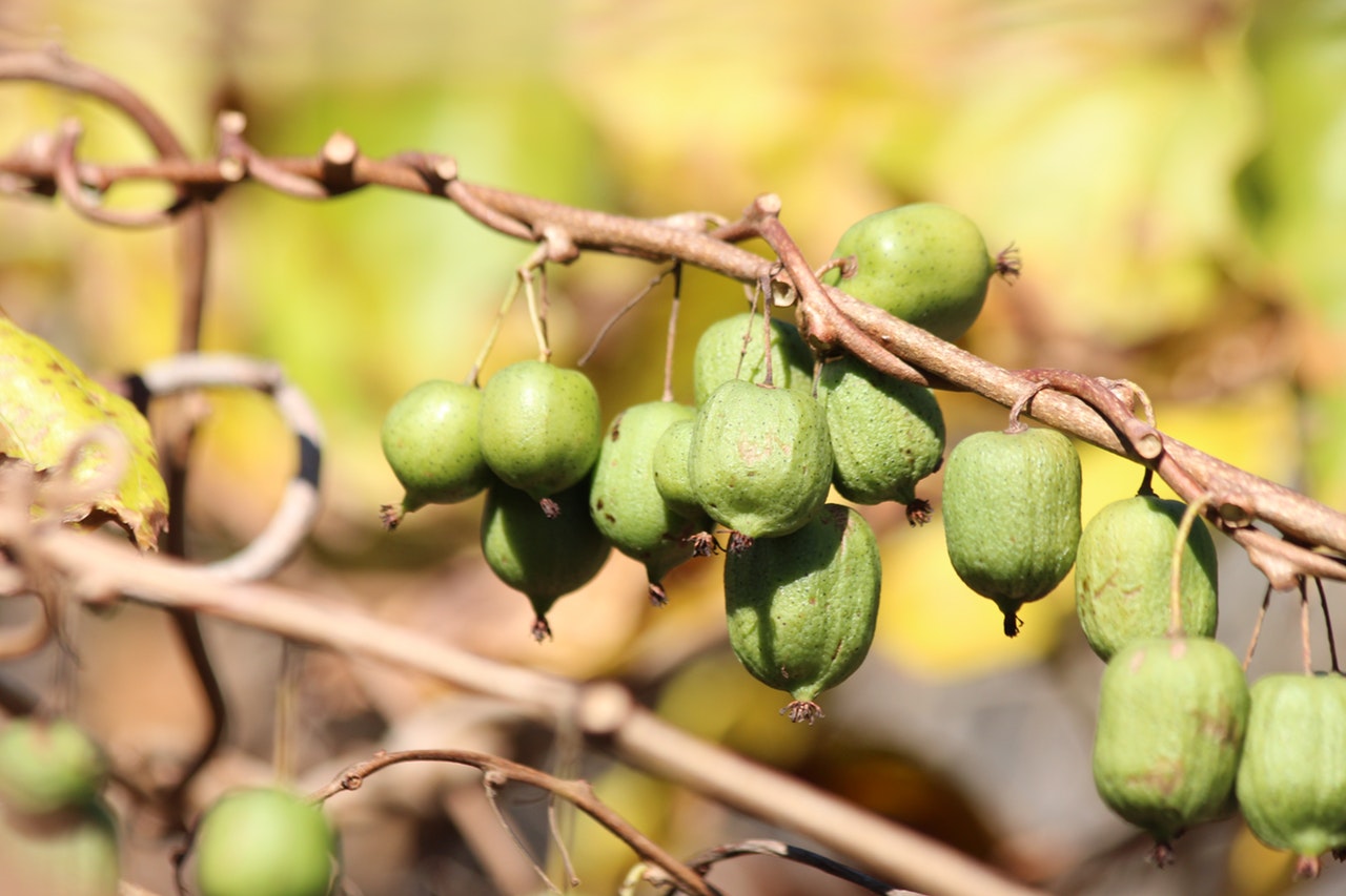 La Actinidia kolomikta es una trepadora resistente