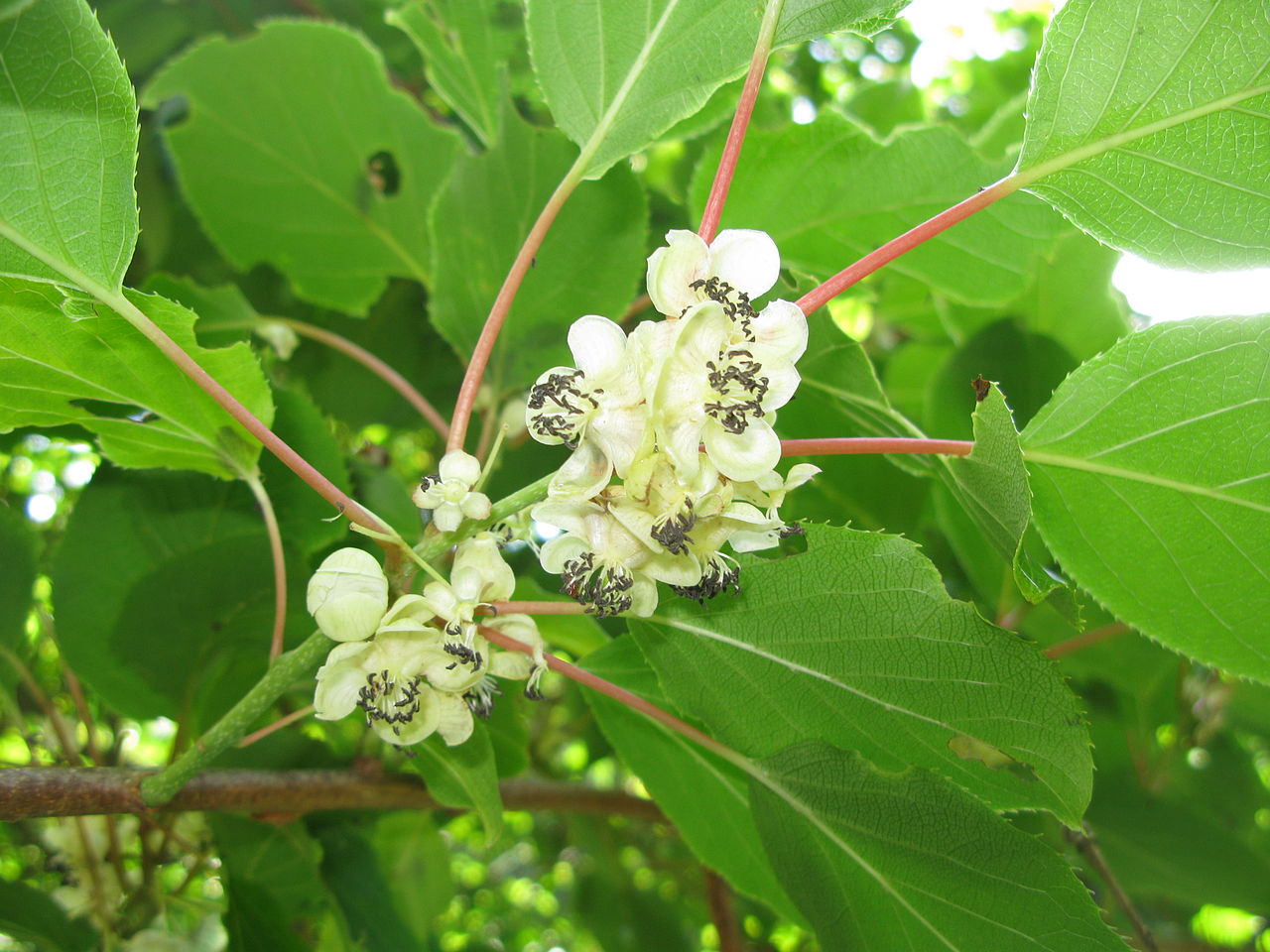 Las flores de Actinidia arguta son blancas