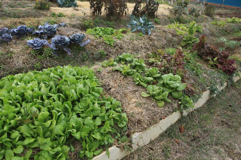 Hortalizas y verduras