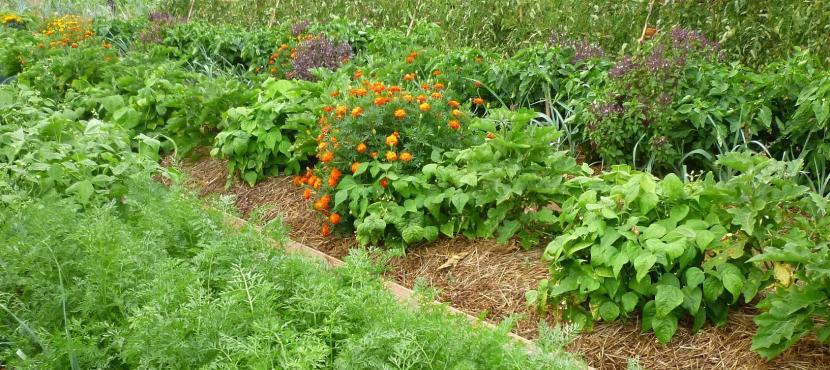 Huerto sinérgico