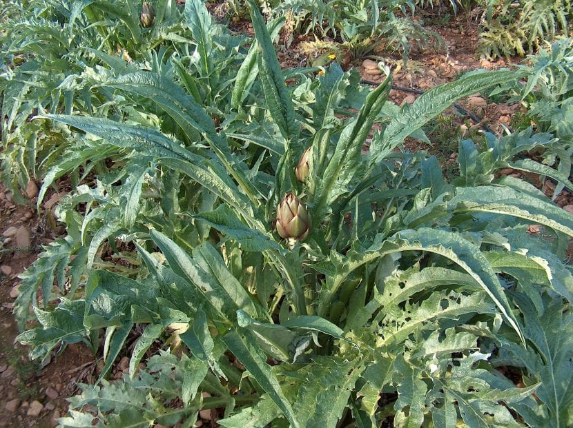 Vista de la planta de alcachofa o Cynara scolymus