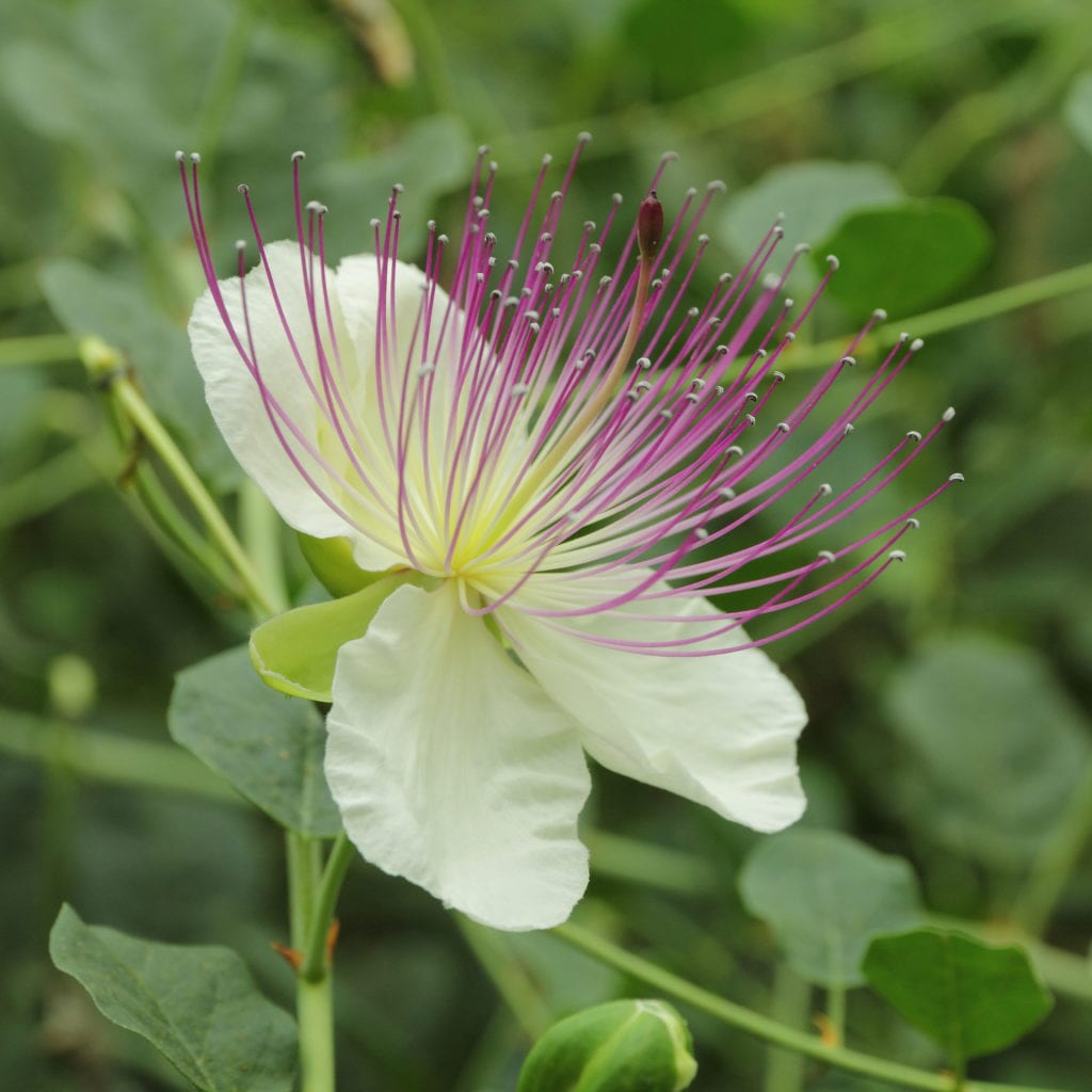 Capparis spinosa