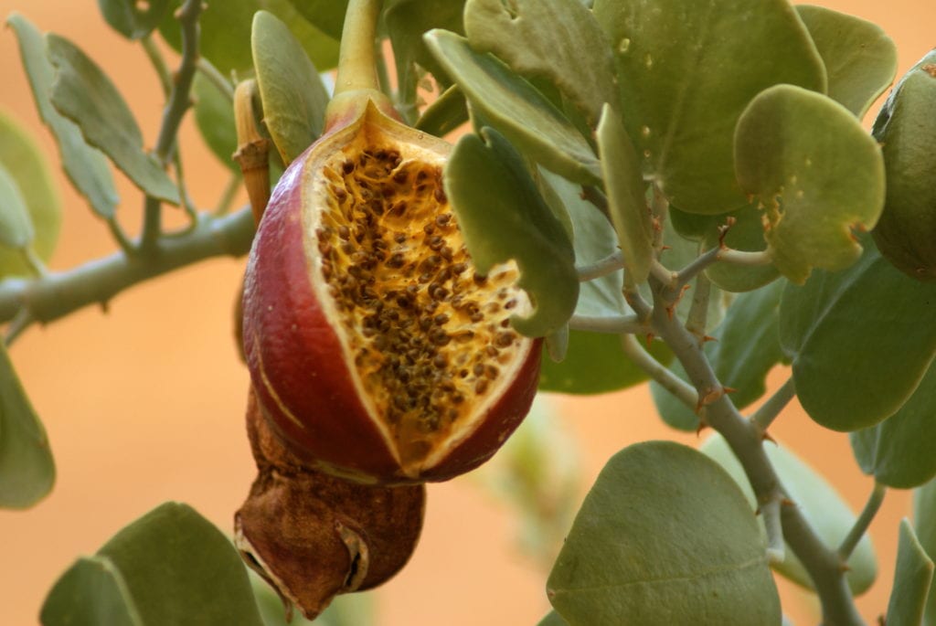 Fruto maduro de la alcaparra
