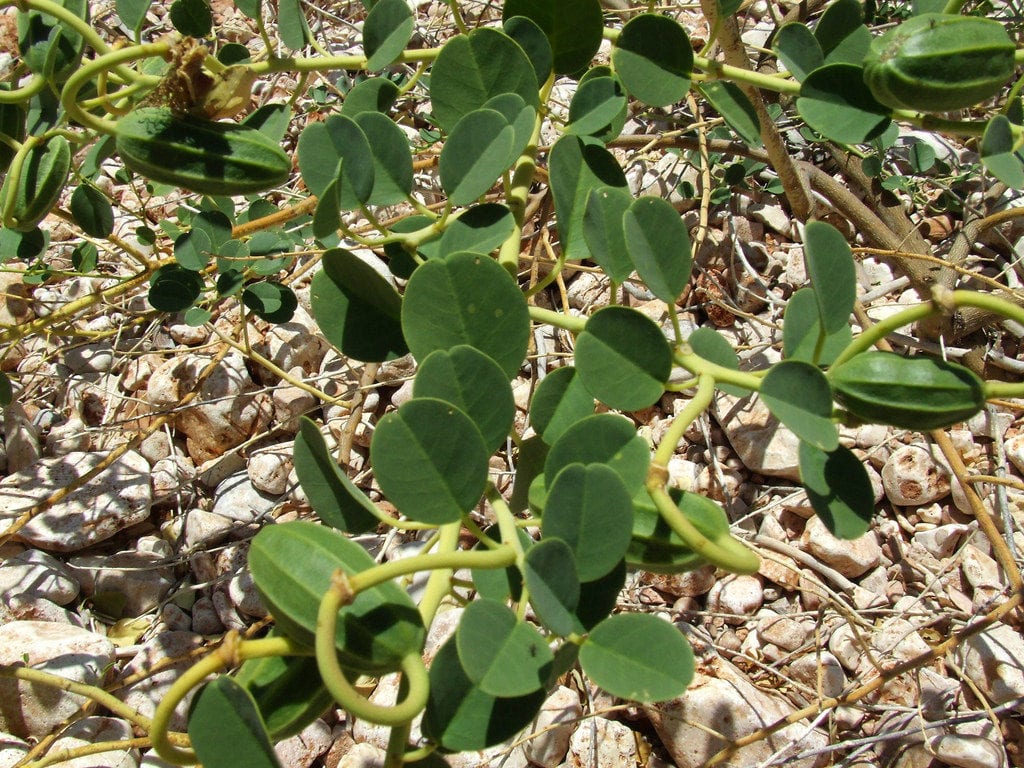 Hojas de alcaparras