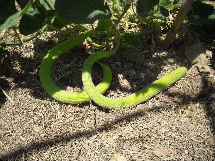 Cultivo del alficoz