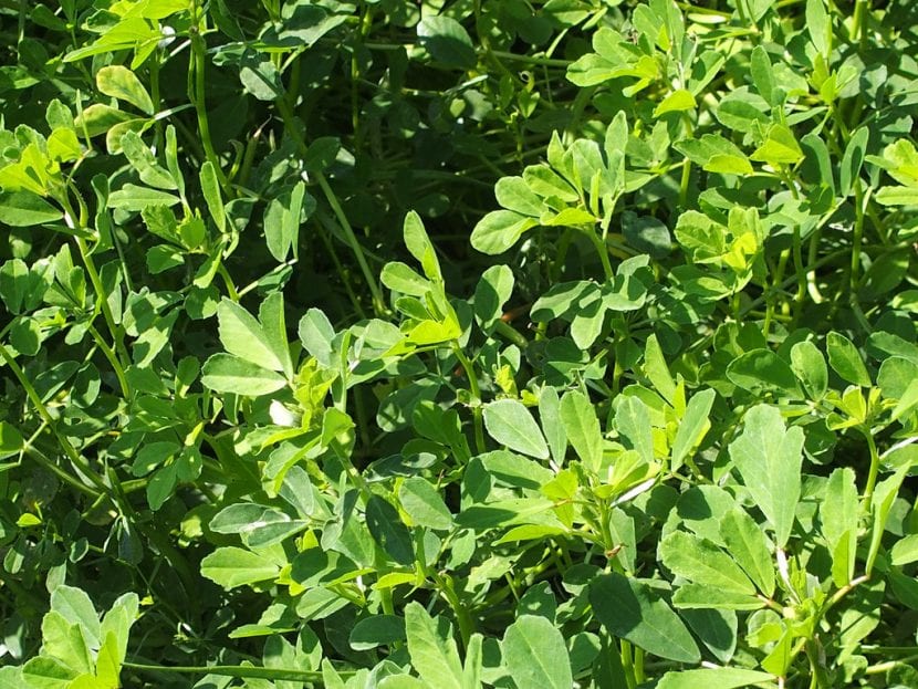 Planta de alholva