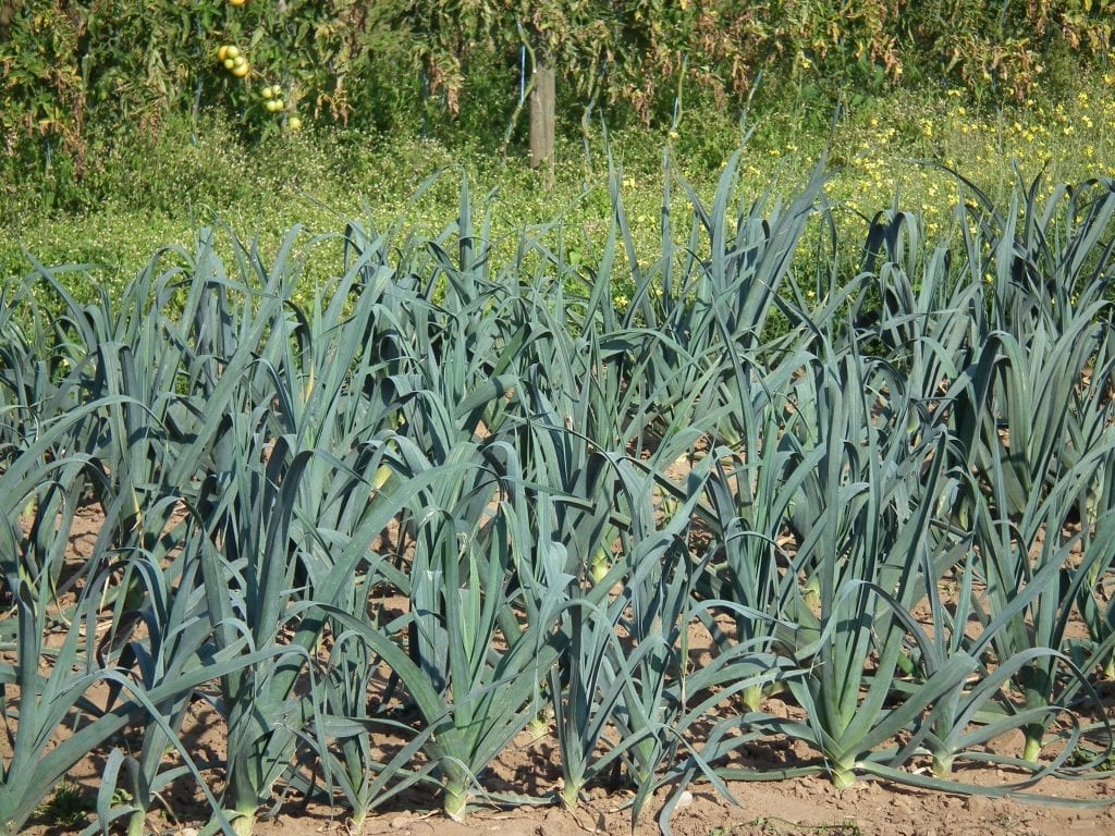 Allium ampeloprasum