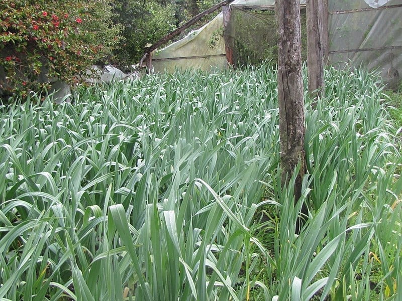 Plantación de Allium ampeloprasum en el huerto