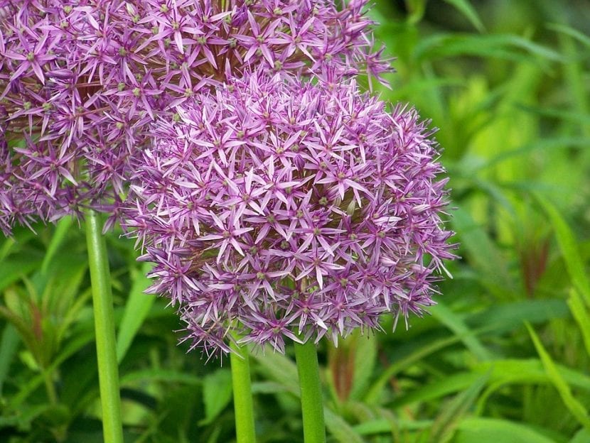 La flor del Allium ampeloprasum es rosa