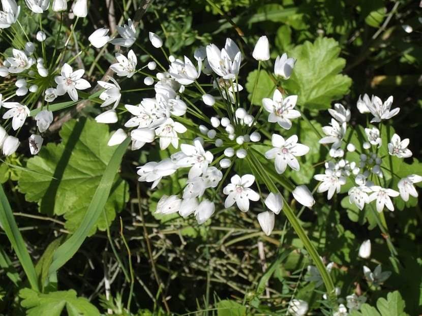 arbusto con pequeñas flores blancas