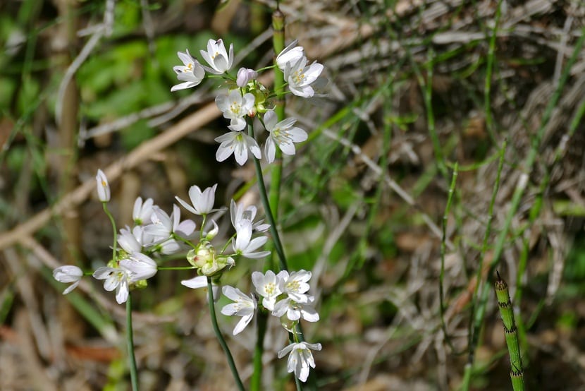 flores blancas de tamaño pequeño llamadas ajo blanco
