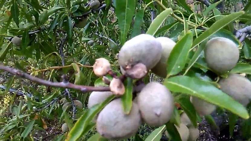 Almendro de la marcona