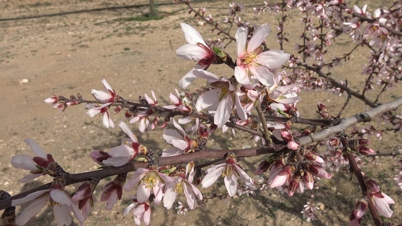 Floración del almendro
