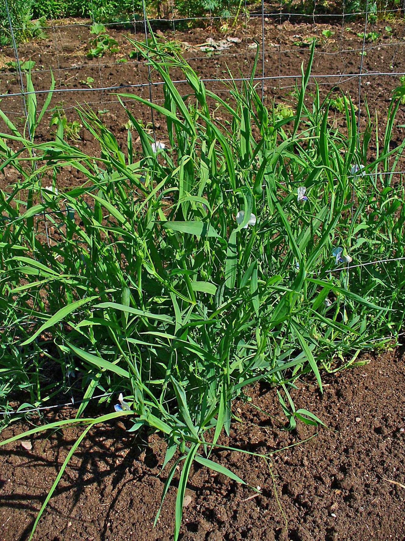Planta de almorta Lathyrus sativus en cultivo
