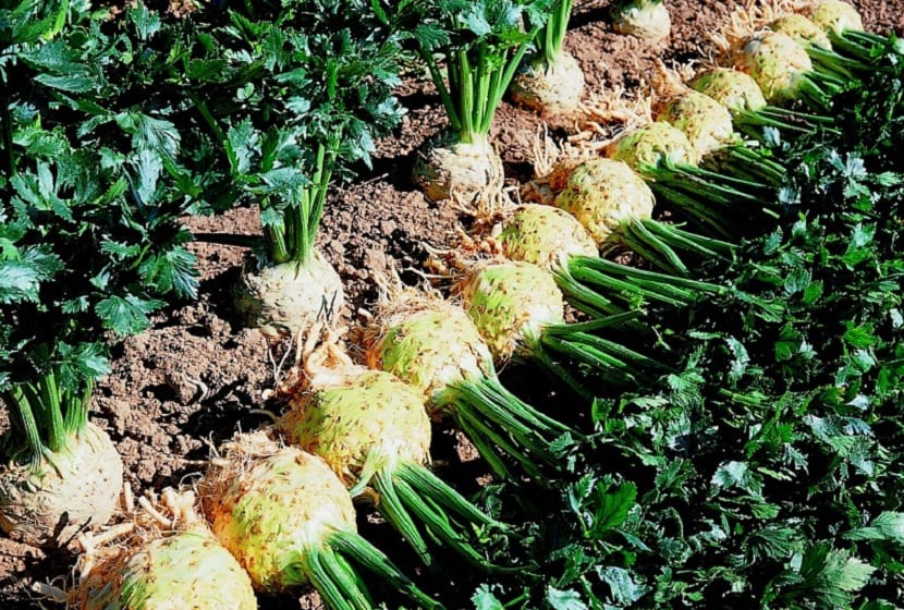 cultivo del apio nabo