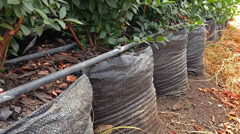 Acolchado de arandanos