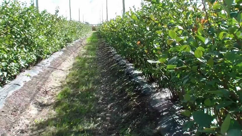 Calle de agricultura de conservación para el arándano