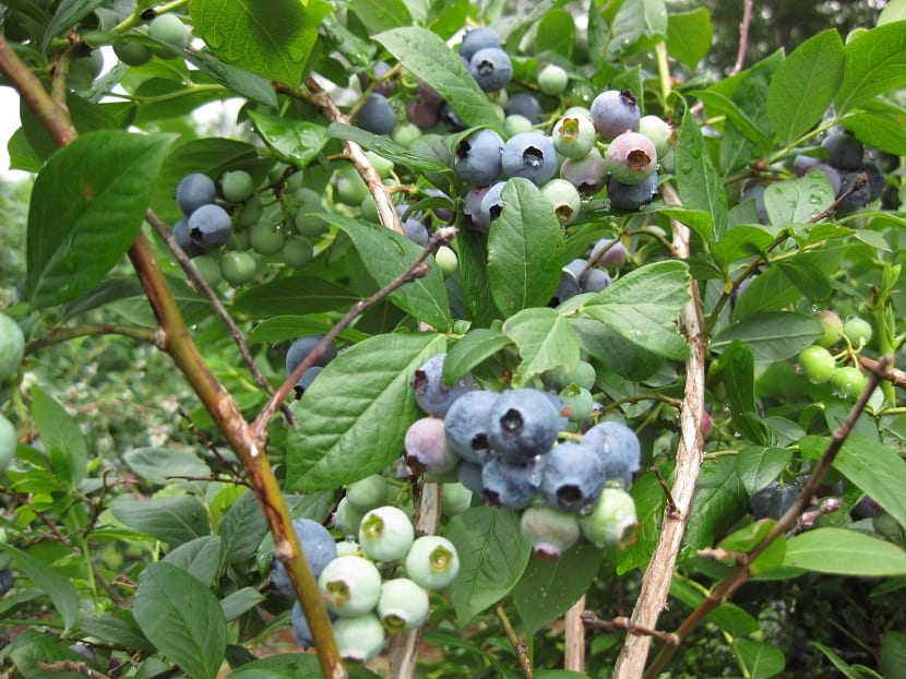 Cultivo de arándanos