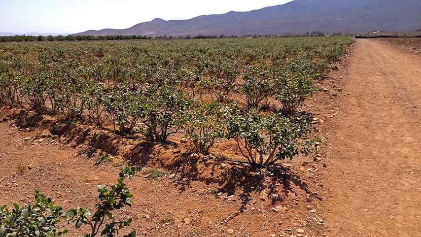 Cultivo de los arándanos en el campo