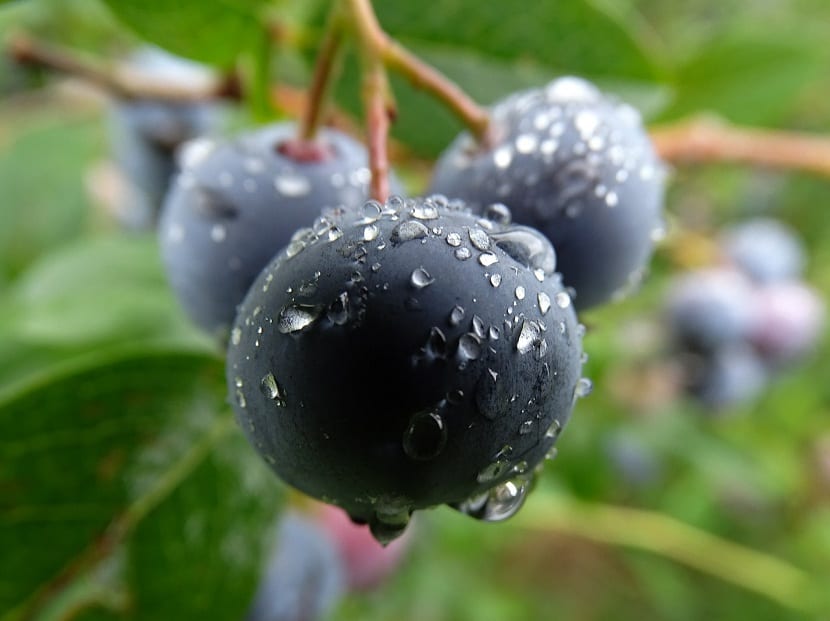Humedad para mantener el arándano sano
