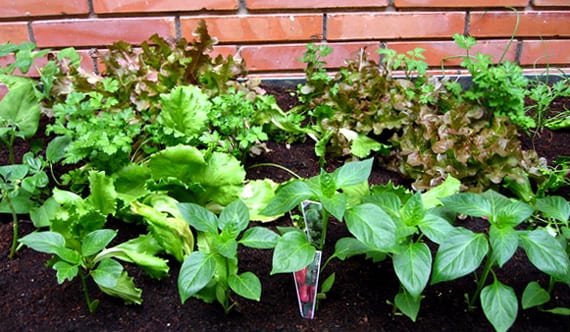 asociaciones de cultivo en mesa