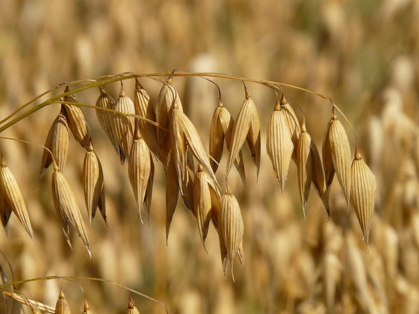Avena sativa