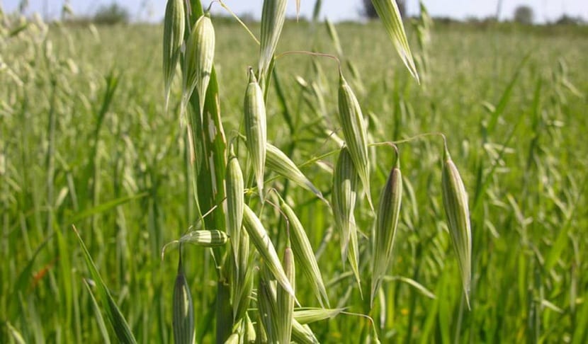 Cultivo de avena