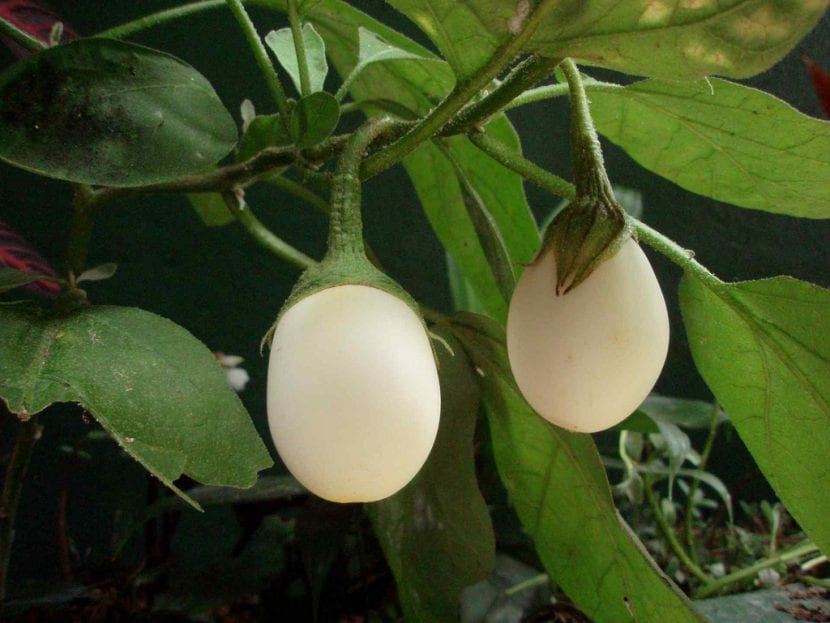 Berenjena blanca