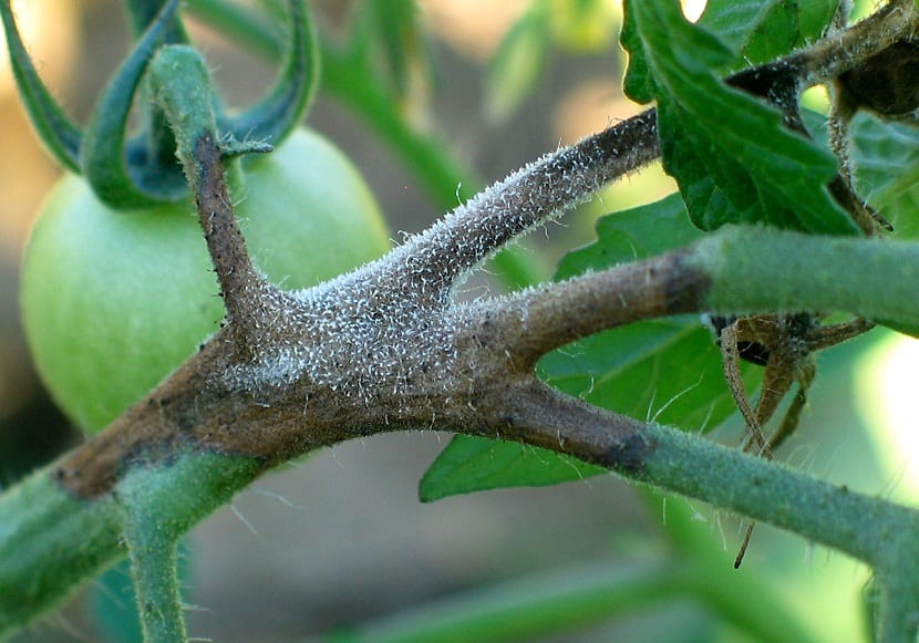 Conocemos al Botrytis como un hongo que es polifago