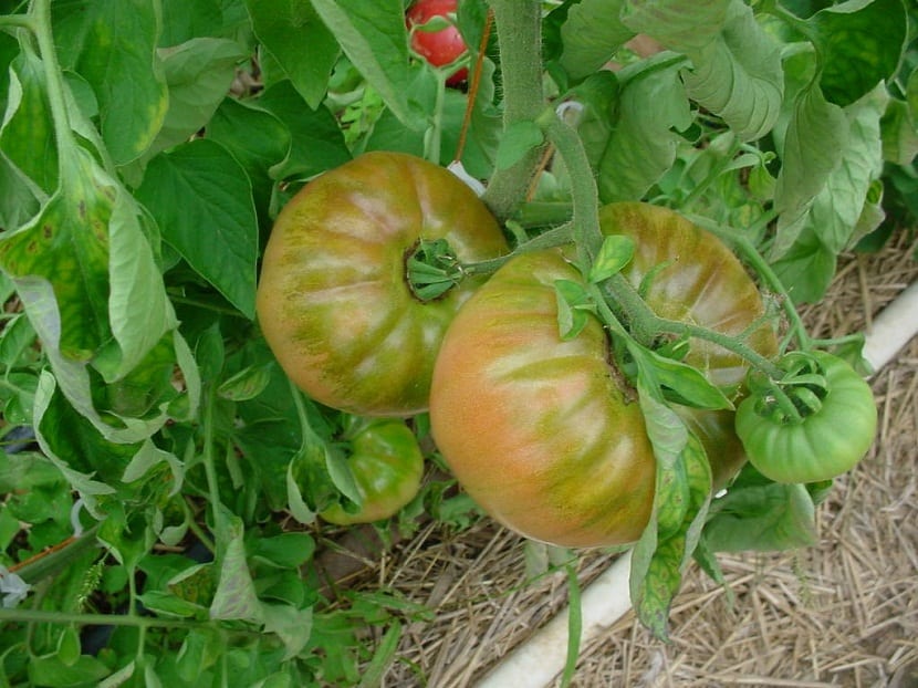 El Botrytis es un hongo muy conocido por ser uno de los principales responsables de la mayor perdida en los cultivos del tomate