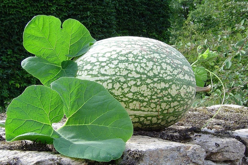 imagen de una Calabaza cidra con grandes hojas