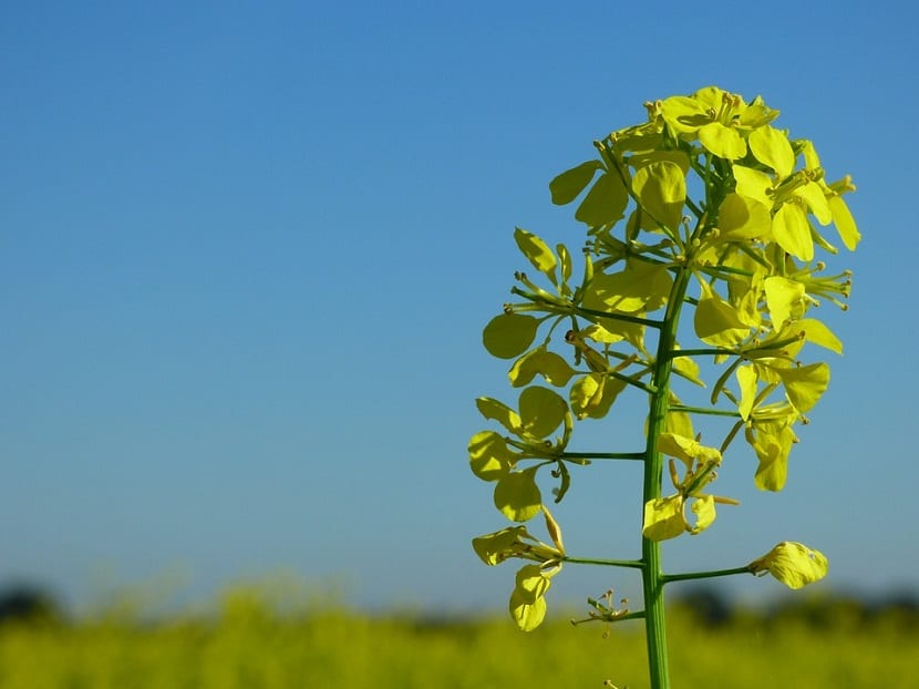 La mostaza es una planta comestible originaria de las regiones templadas de Europa